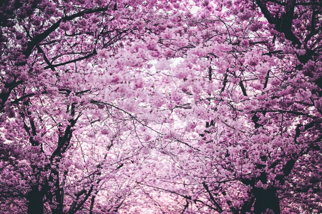 Annual Cherry Blossom Festival