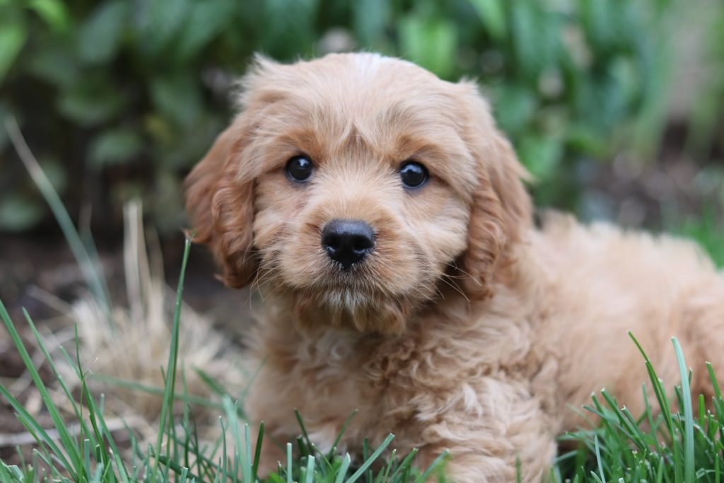 Small brown dog in grass.